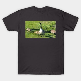 Canada Goose Parent Watching Its Goslings T-Shirt